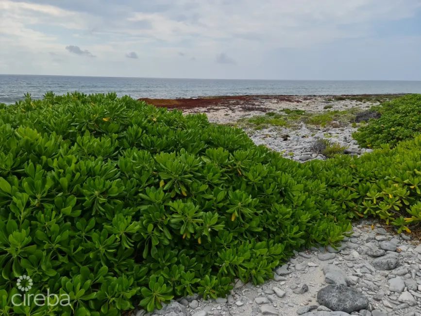 Sea view (mature seagrape from mid property to road)