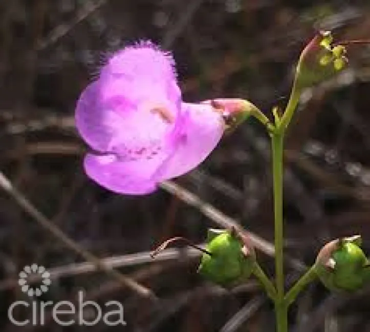 AGALINIS ESTATE - GATED COMMUNITY ON SEAVIEW ROAD